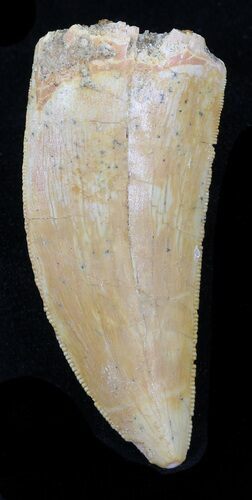 Light, Serrated Carcharodontosaurus Tooth #32406